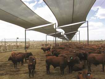 Fabrics suited to Cattle Shade