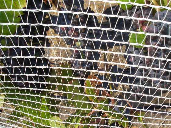 Fruit Protection Net